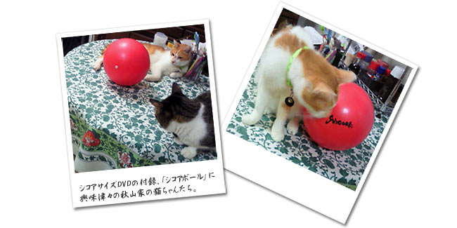 写真：猫とシコアボール